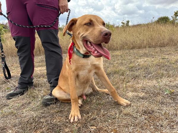 Tai, cucciolone mix pitbull 7 mesi Foto 2
